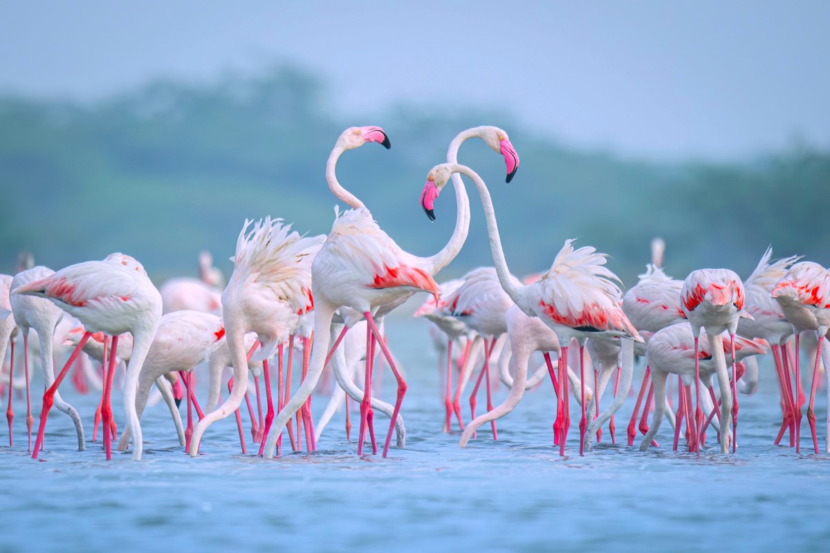 Best Time to Visit Nalsarovar Bird Sanctuary | Bird Watching Tour Guide