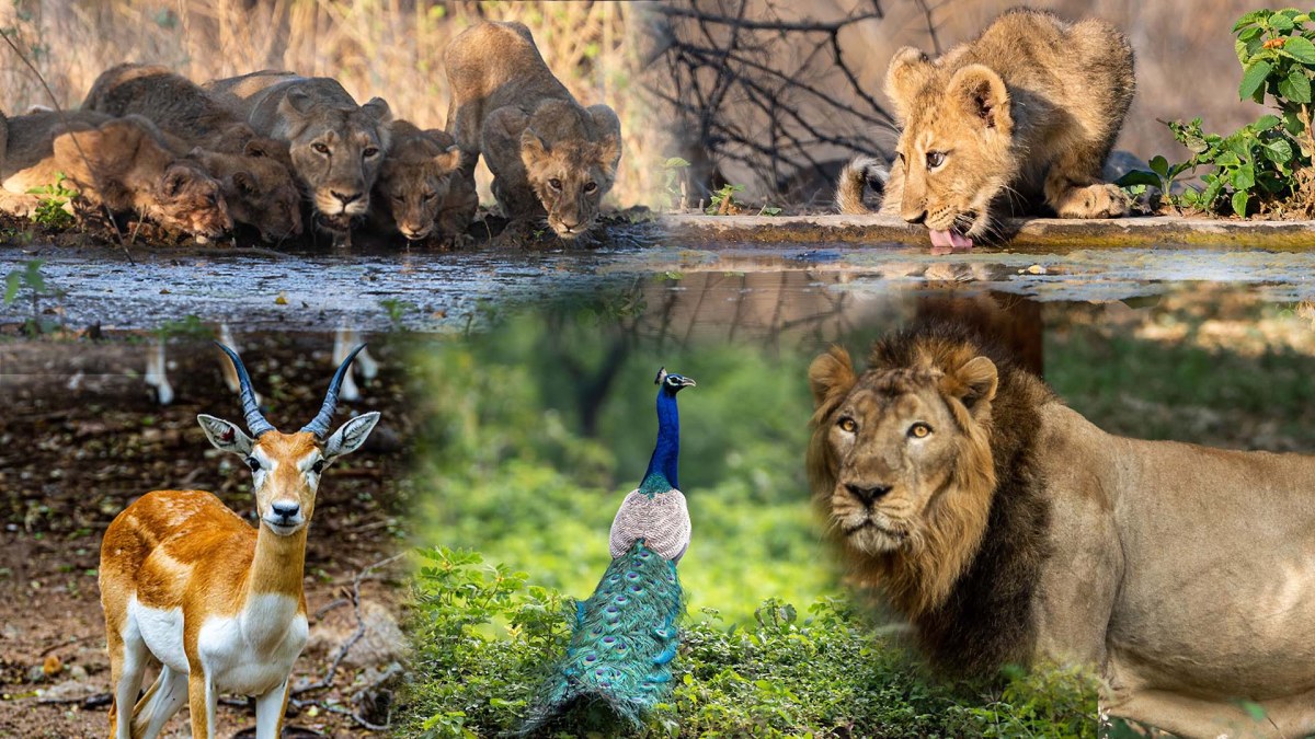 Gir National Park Jungle Safari Guide: Best Wildlife Tour in Gujarat